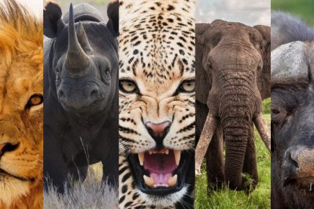 2-Day Exclusive Kruger Safari – Big Five & Luxury Lodge