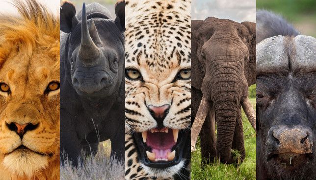 2-Day Exclusive Kruger Safari – Big Five & Luxury Lodge