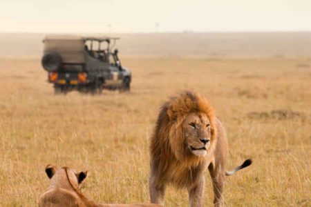 Lions in Pilanesberg with Knap tours