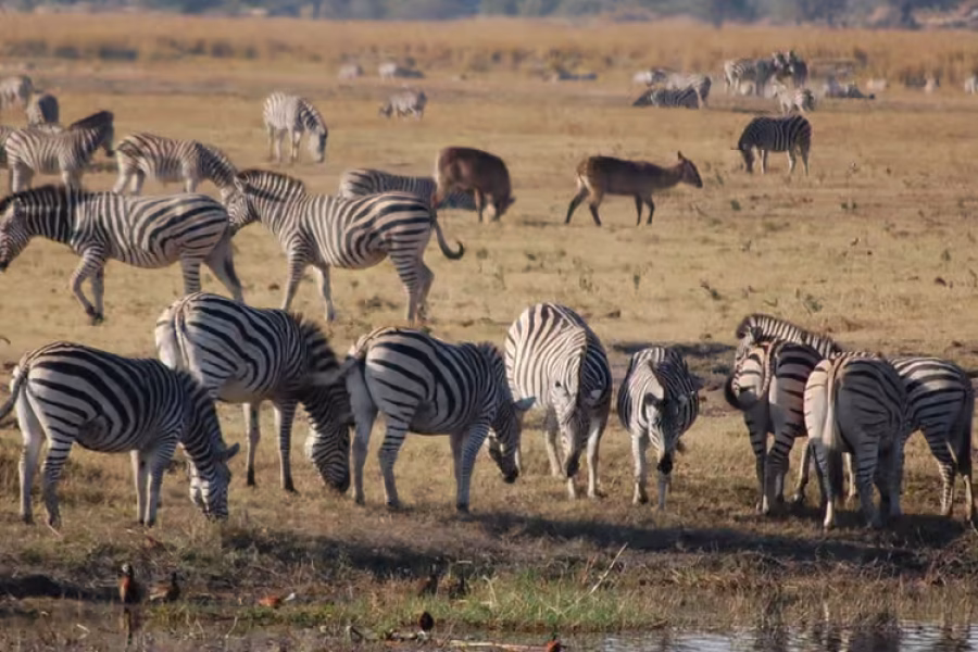 private chobe safari