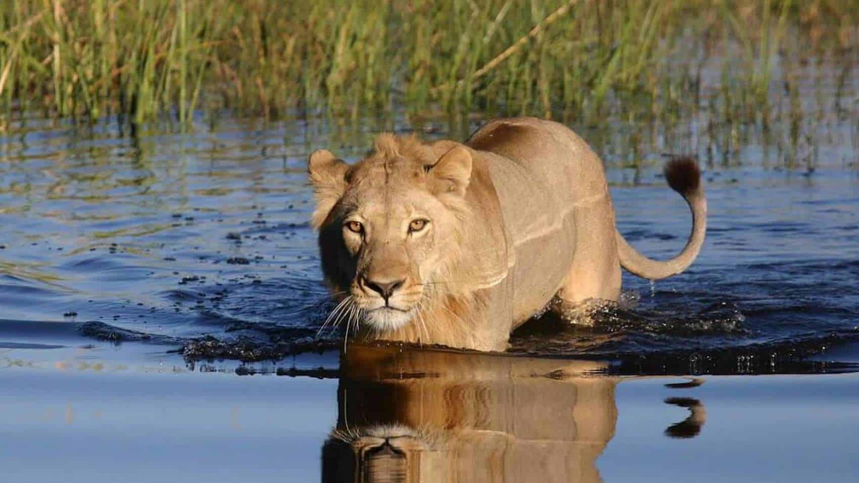 3 Day Okavango Delta Safari
