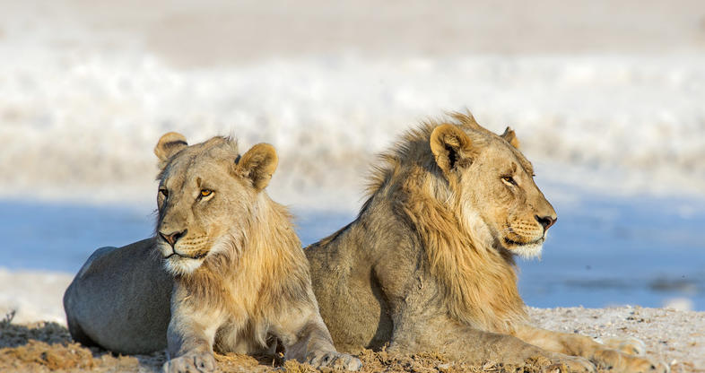 3 Day Etosha Safari