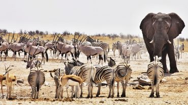 3 Day Etosha Safari
