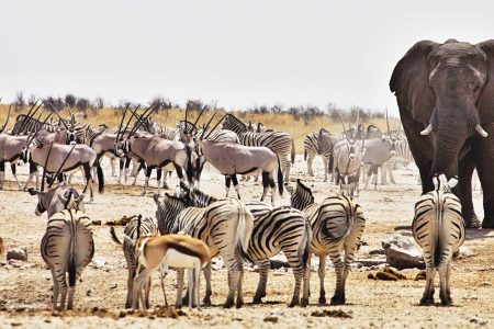 3 Day Etosha Safari