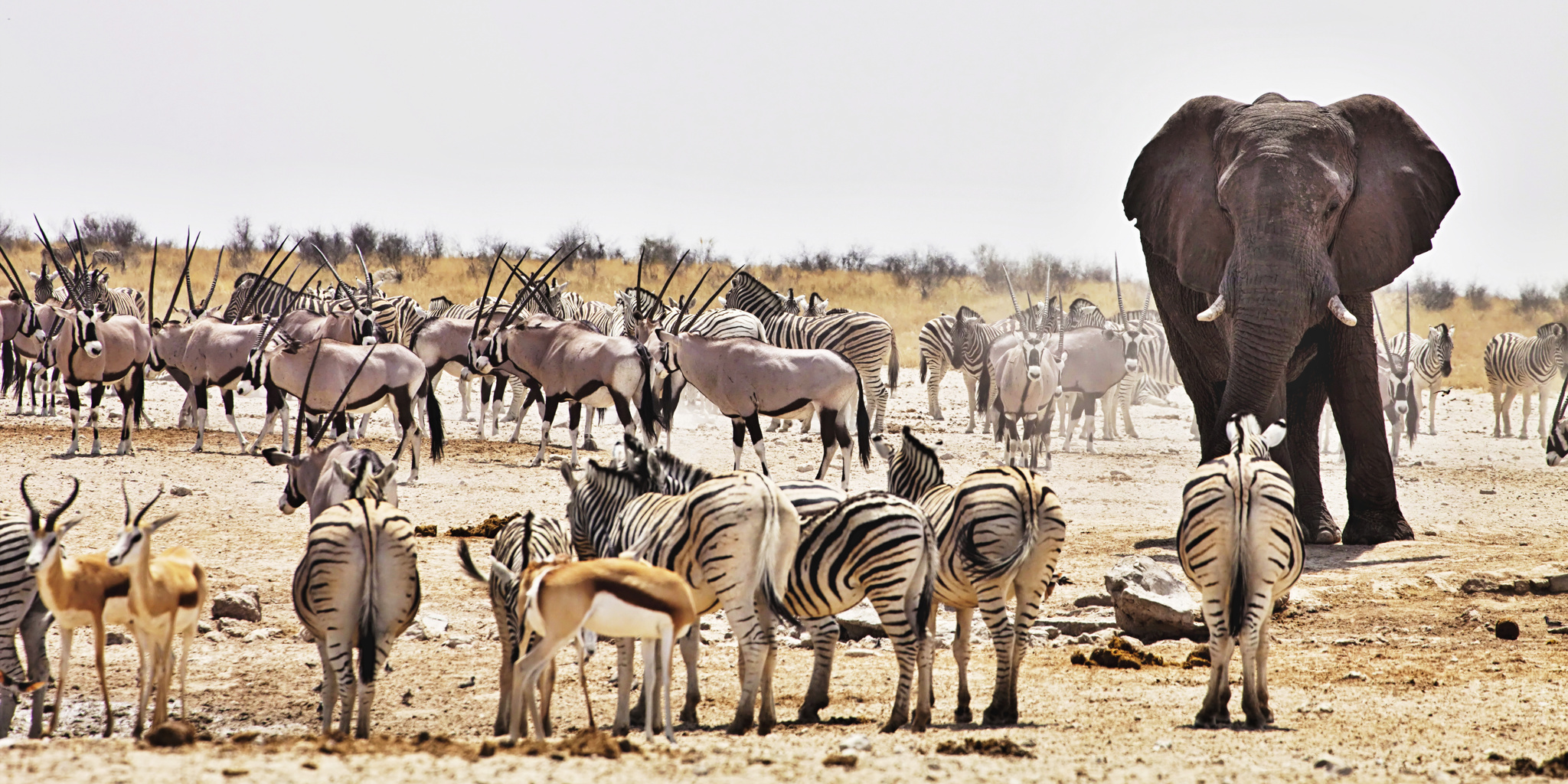 3 Day Etosha Safari