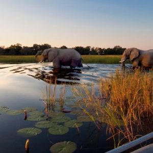 2-Day Okavango Delta Luxury Safari Escape