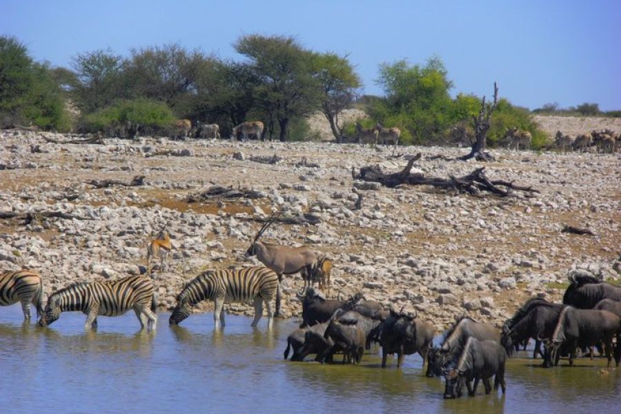 Etosha Safari