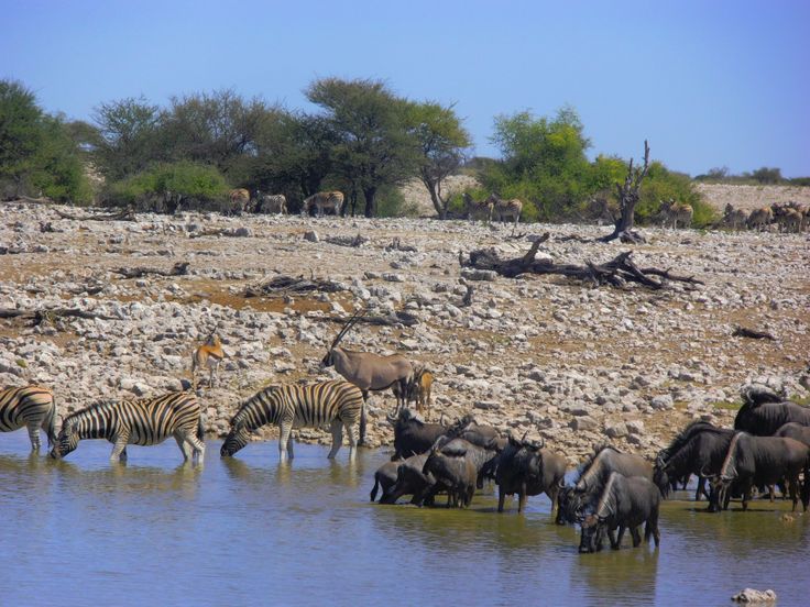 Day 6 -Full-Day Etosha Safari
