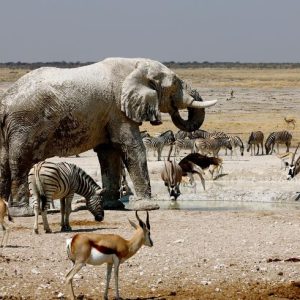 3-Day Etosha Wildlife Encounters