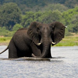 Elephant at the Chobe River