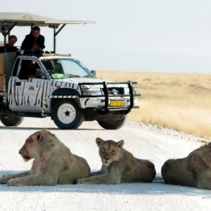 Etosha National Park game drive with lions relaxing on the road 