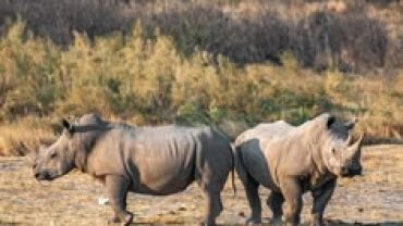 Rhinos at Etosha national Park.