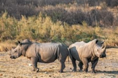 Rhinos at Etosha national Park.
