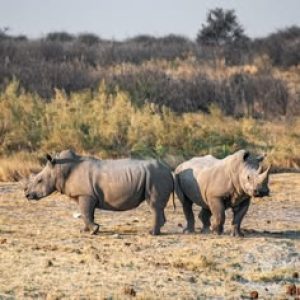 3-Day Etosha Wildlife Encounters