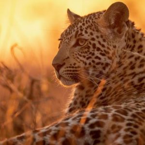 A picture of a leopard captured on a sunset safari