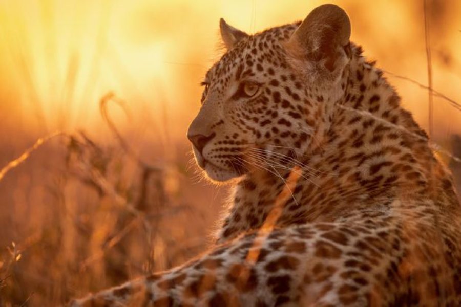 A picture of a leopard captured on a sunset dumela budget safari