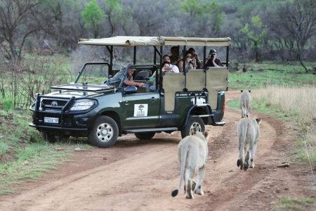 a game drive at the ivory tree game lodge, Guided safari experience