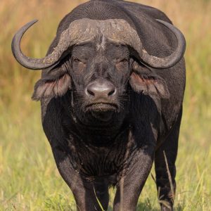 Buffalo spotted on a Safari at Langa Langa