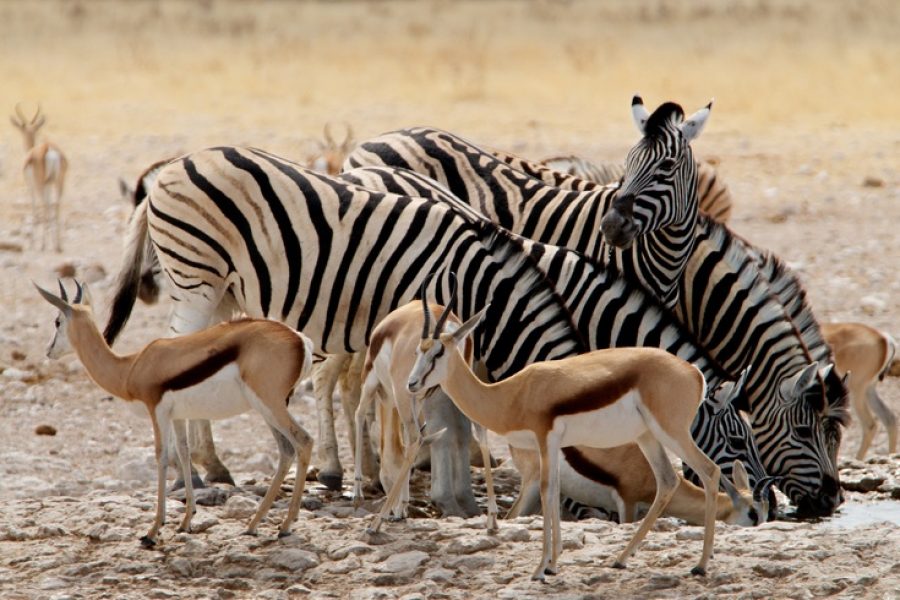 7-Day Cape Town & Etosha National Park Safari