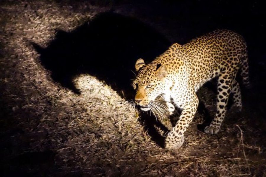 ½-Day Kruger Predator Search Night Safari