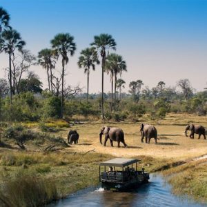 2-Day Okavango Delta Luxury Safari Escape