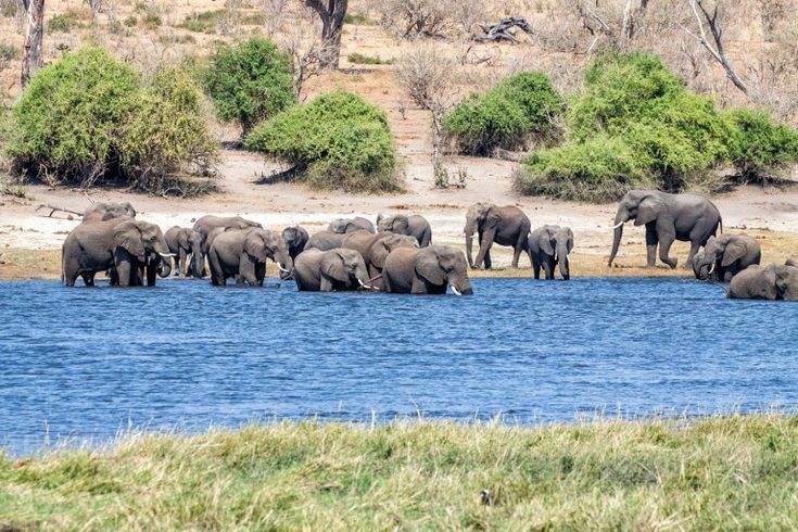 Day 6 - Chobe Safari Experience