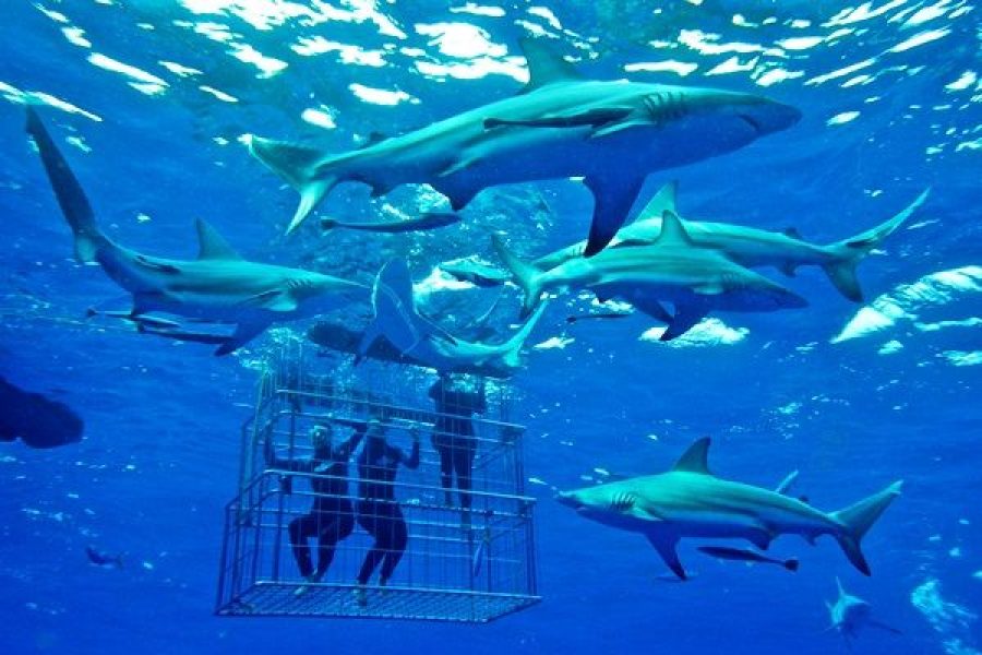 ½-Day Simon's Town Shark Cage Diving