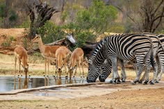 Day 2-Full Kruger Safari