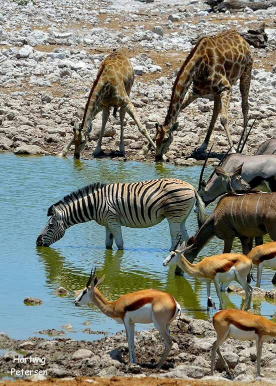 Day 5 - Windhoek to Etosha National Park