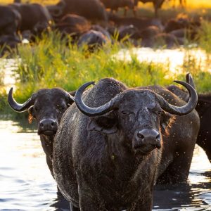  buffaloes at the Chobe River
