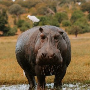 A hippo at the Chobe National Park