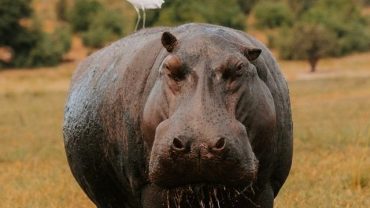 A hippo at the Chobe National Park