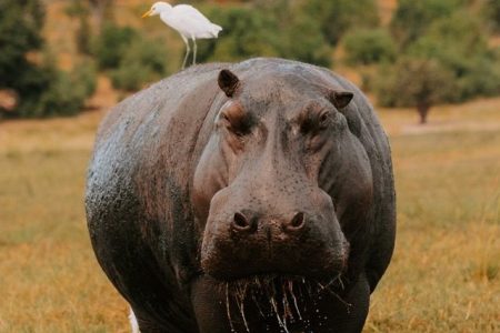 A hippo at the Chobe National Park