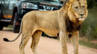 3-Day Big Five Sabi Sands Safari