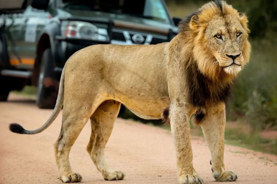 3-Day Big Five Sabi Sands Safari