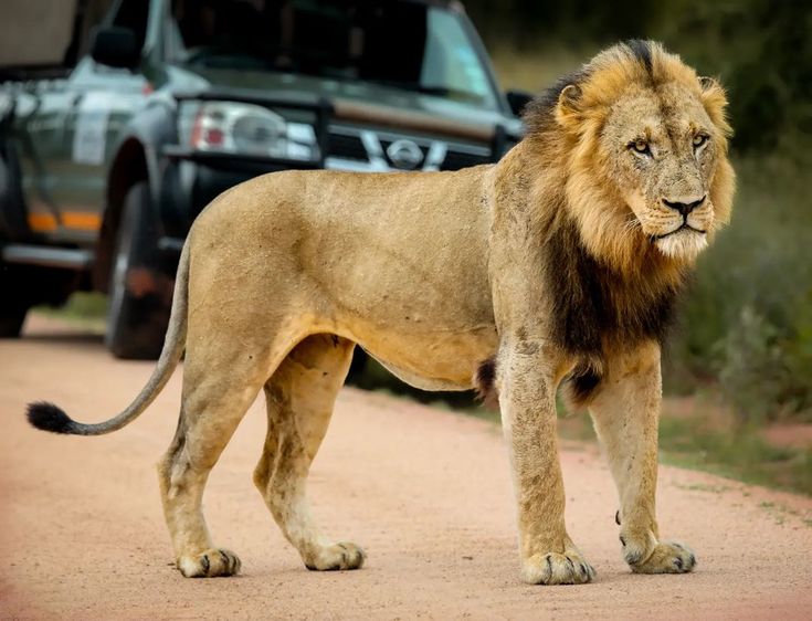 3-Day Kruger Wildlife Luxury Adventure