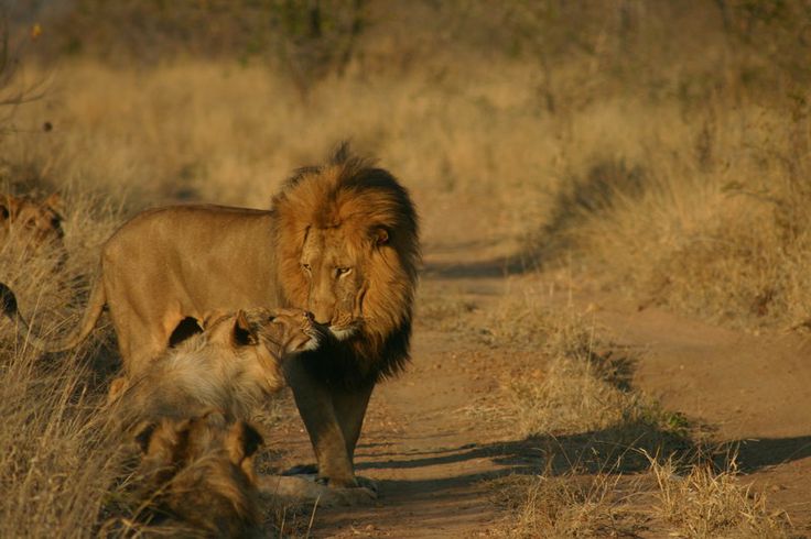 Day 2 Full-Day Safari – Tracking the Big 5