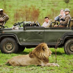 lion spotted relaxing , while on a game drive