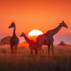 Giraffes spotted on a sunset safar at Sabi Sands