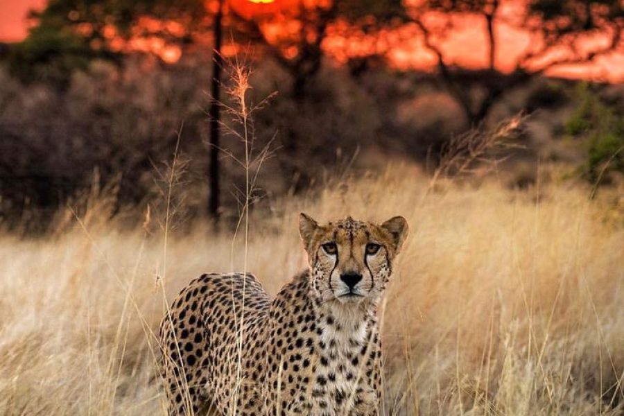 4-Day Sabi Sands Safari