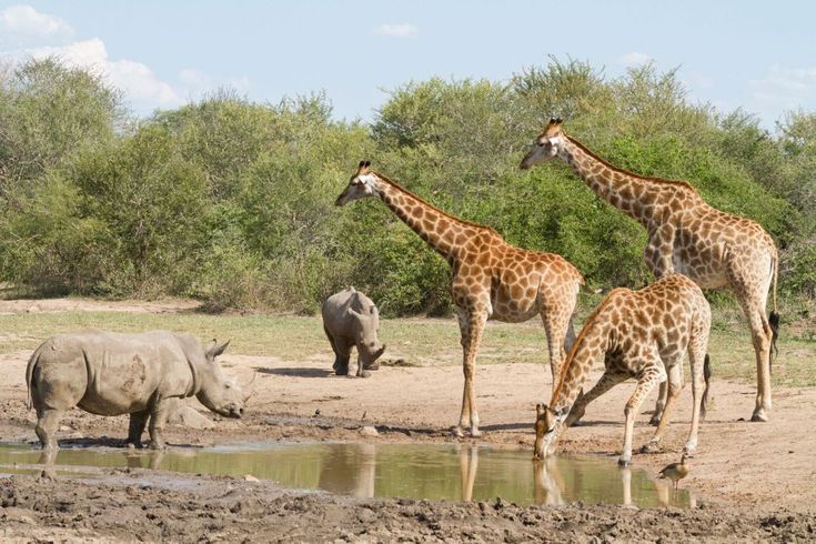 Day 2-Kruger National Park Safari