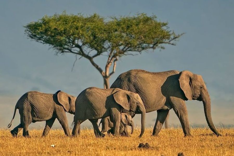 1/2 day Elephants up close