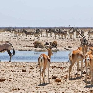 Animals at Etosha National Park