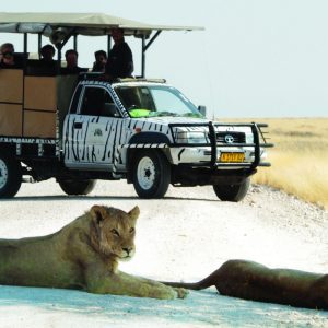 3-Day Etosha Wildlife Encounters