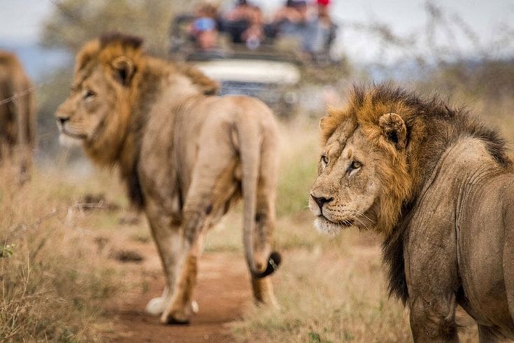 Day 1 - Private Kruger National Park Safari from Hazyview