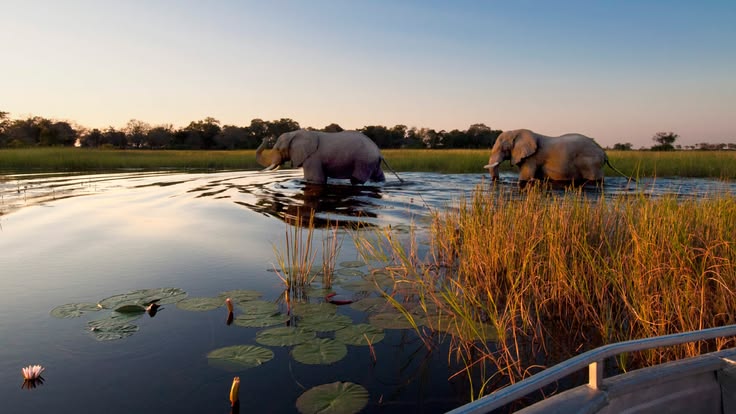 Chobe National Park safari
