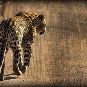 Tiger spotted walking at Kruger National Park