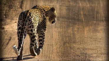 Tiger spotted walking at Kruger National Park
