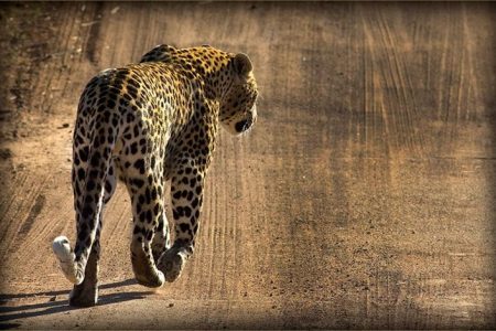 Tiger spotted walking at Kruger National Park