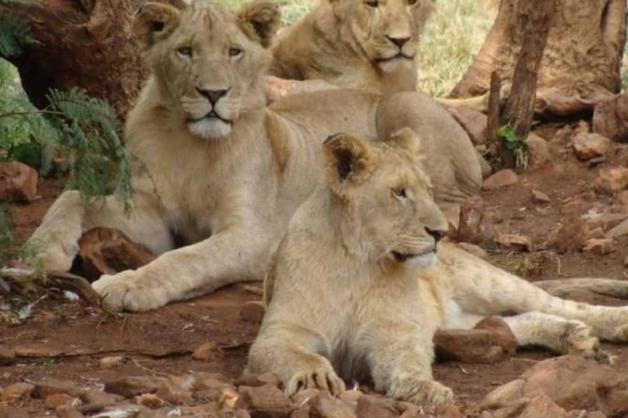 Dinokeng Sunrise Game Drive